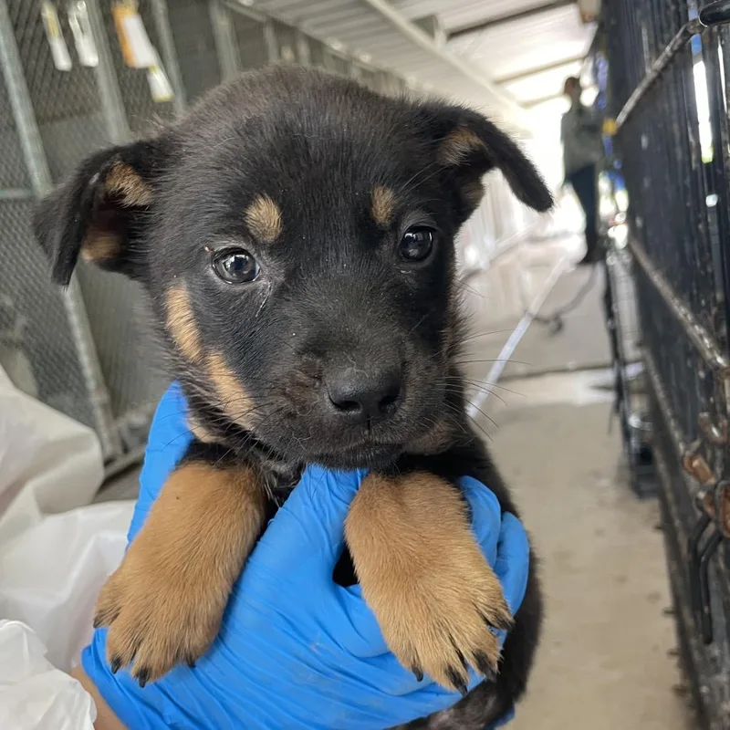 A baby small-sized female Black Terrier dog named Clarissa for adoption in Edinburg, TX