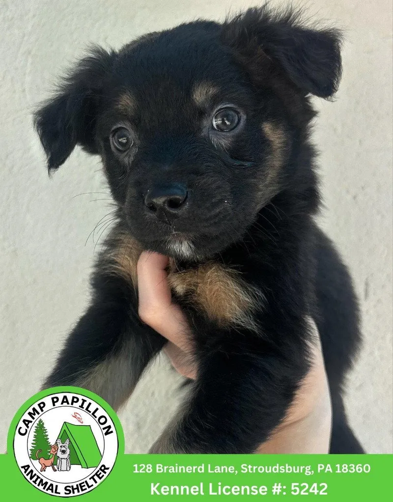 A young medium-sized male Bernese Mountain Dog dog named Bits for adoption in Stroudsburg, PA