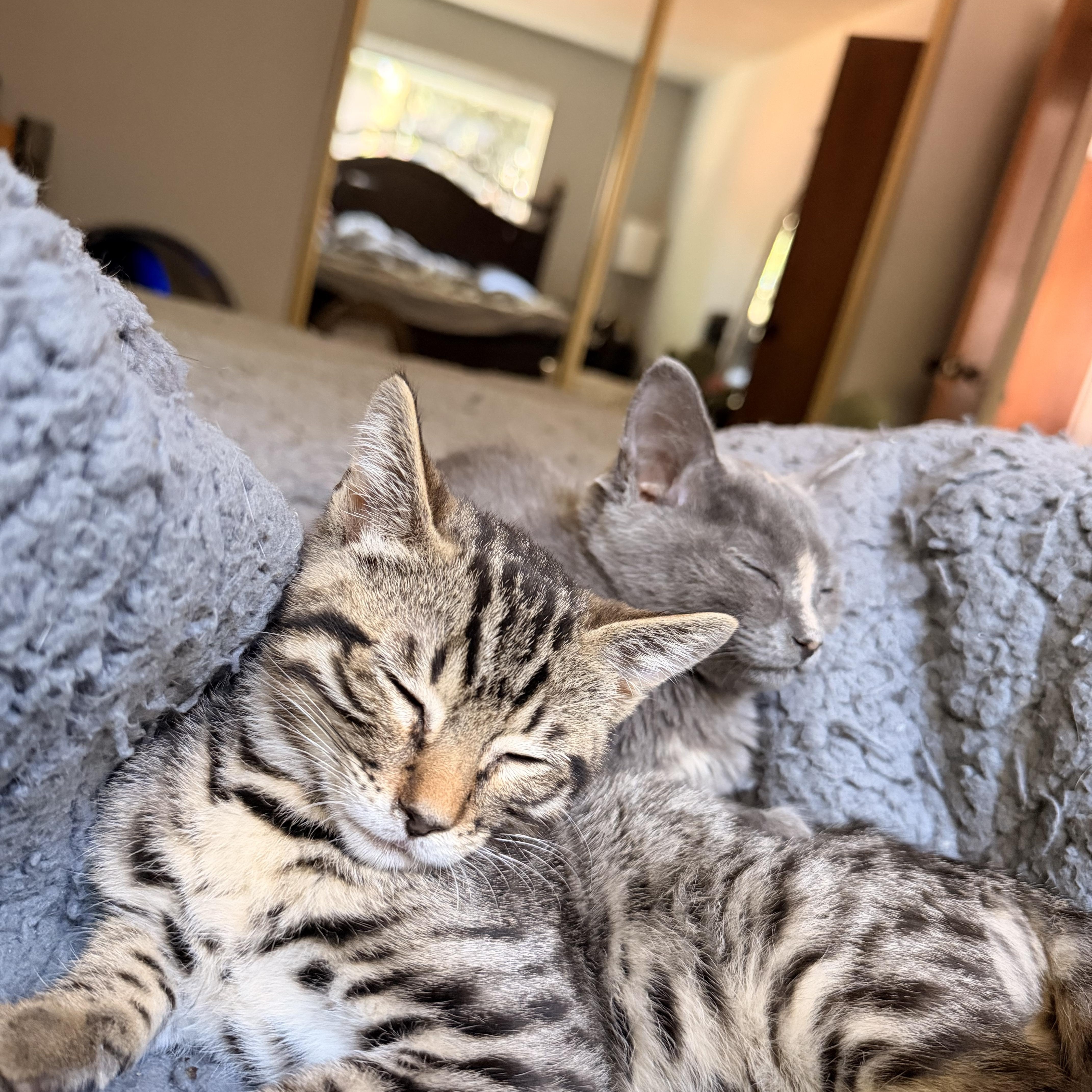 A baby medium-sized male Domestic Short Hair cat named Yuzu for adoption in Davis, CA