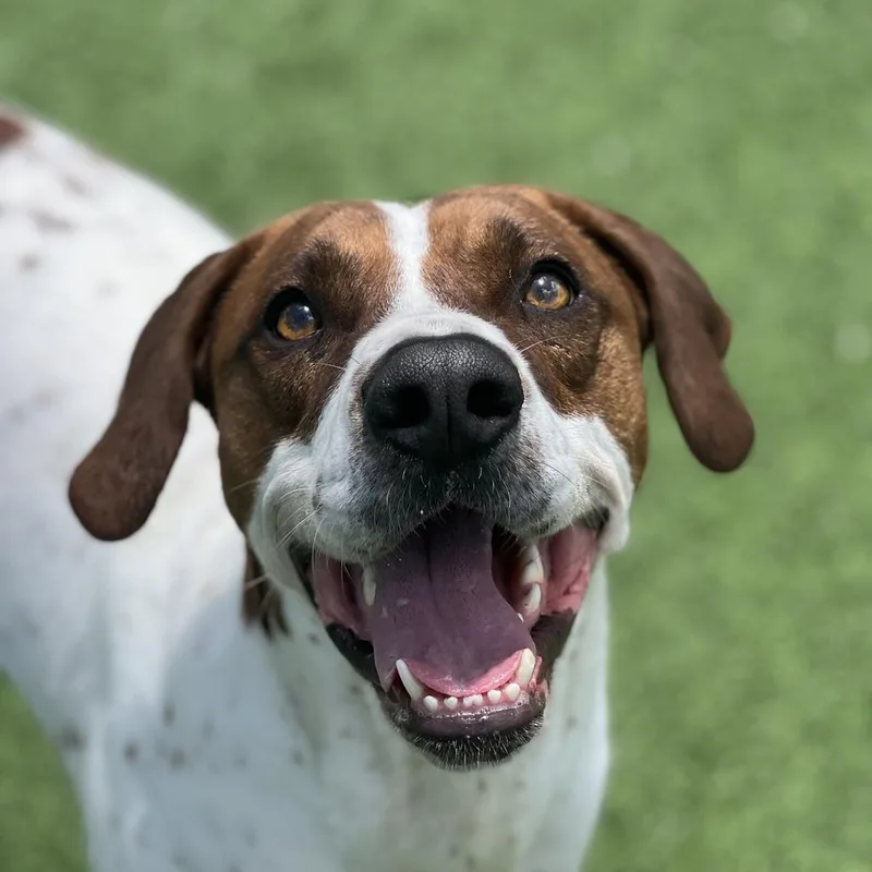 Huckleberry Hound thumbnail 2