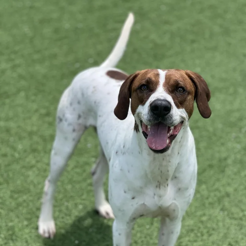 Huckleberry Hound thumbnail 3