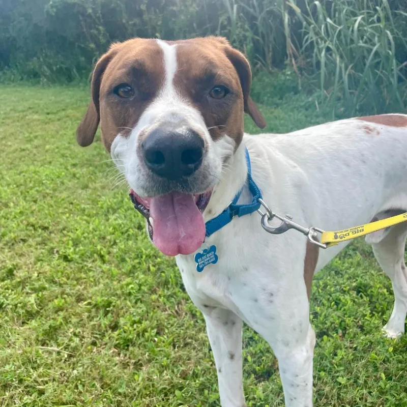 Huckleberry Hound thumbnail 4