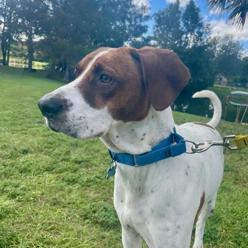 Huckleberry Hound thumbnail 5