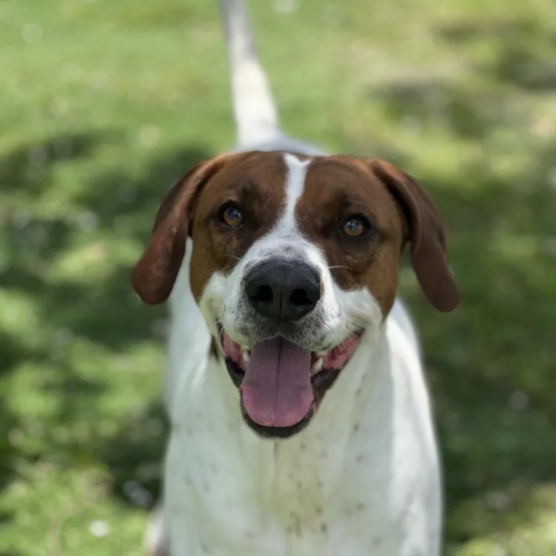 Huckleberry Hound thumbnail 6