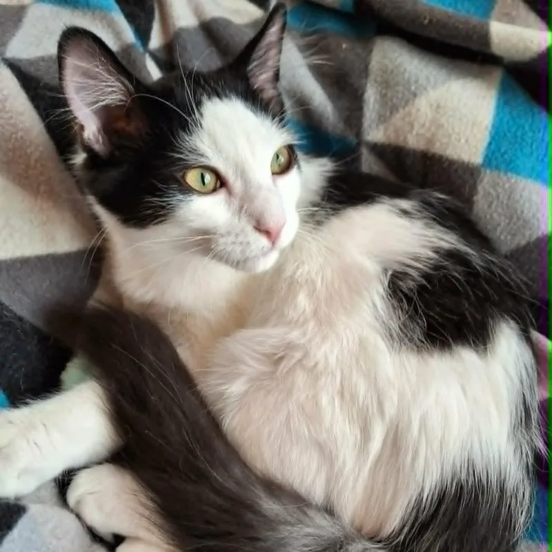 A baby medium-sized male Black & White / Tuxedo Domestic Short Hair cat named Juniper Hairstreak for adoption in Watertown, WI