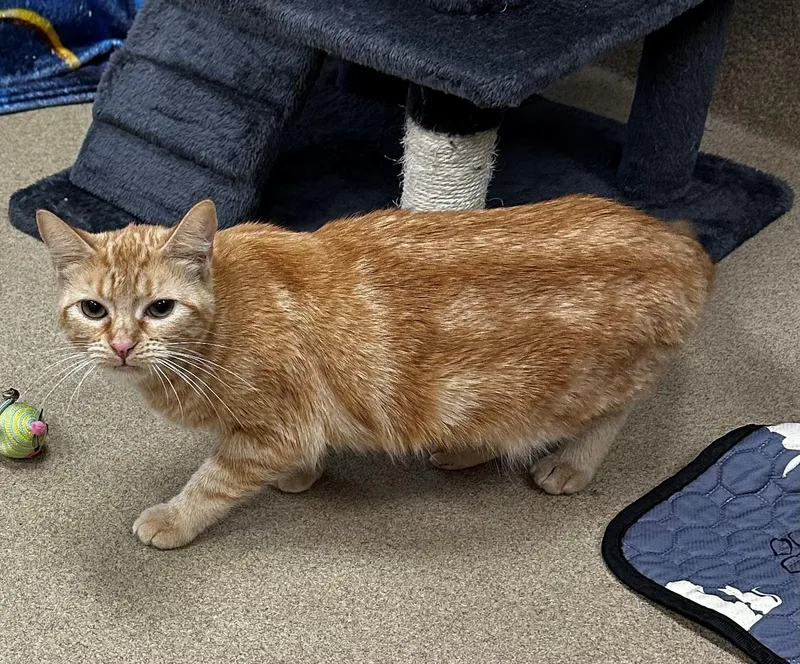 An adult small-sized female Orange & White Tabby cat named Pumpkin for adoption in Lake Dallas, TX