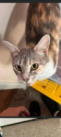 A young medium-sized female Dilute Calico Domestic Short Hair cat named Doja for adoption in Seymour, IN