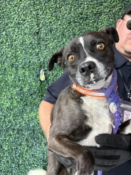 A baby medium-sized male Black Mixed Breed dog named 61026682 for adoption in El Paso, TX