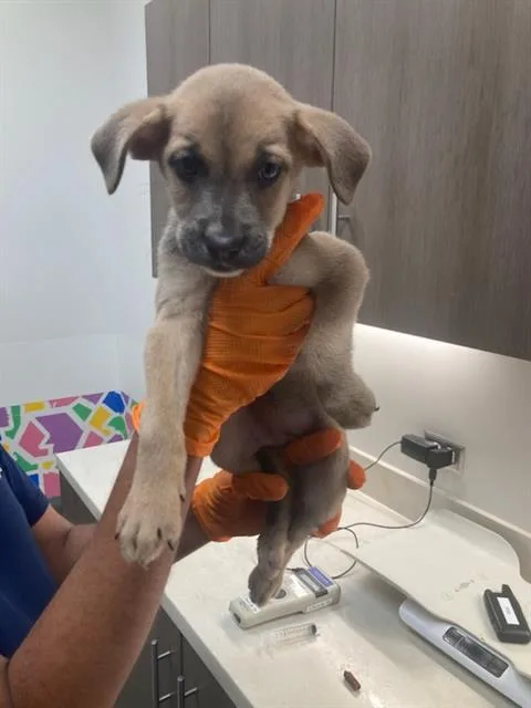 A baby small-sized female Labrador Retriever dog named Toe for adoption in Baytown, TX