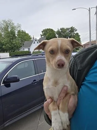 An adult small-sized male Chihuahua dog named Baguette for adoption in Beatrice, NE