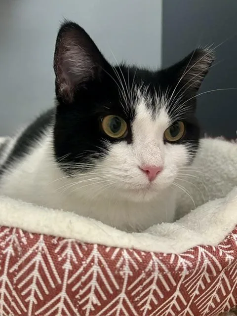 A young medium-sized female Black & White / Tuxedo Domestic Short Hair cat named Portia for adoption in Fairfax, VA