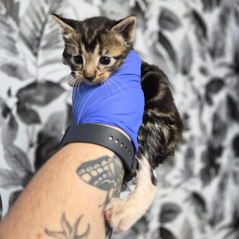 A baby small-sized female Brown / Chocolate Domestic Short Hair cat named Butterbean for adoption in Wahiawa, HI