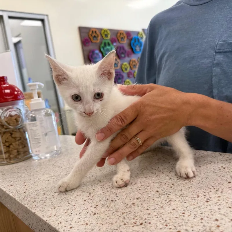 A baby small-sized male White Domestic Short Hair cat named Wade for adoption in Madisonville, TN