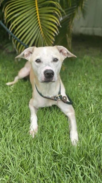 An adult large-sized female Mixed Breed dog named Cleo for adoption in Honolulu, HI