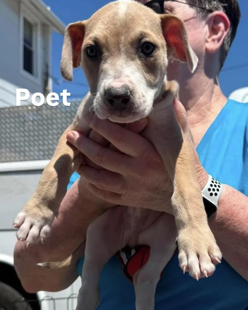 A baby medium-sized male Pit Bull Terrier dog named Poetm for adoption in Wenonah, NJ