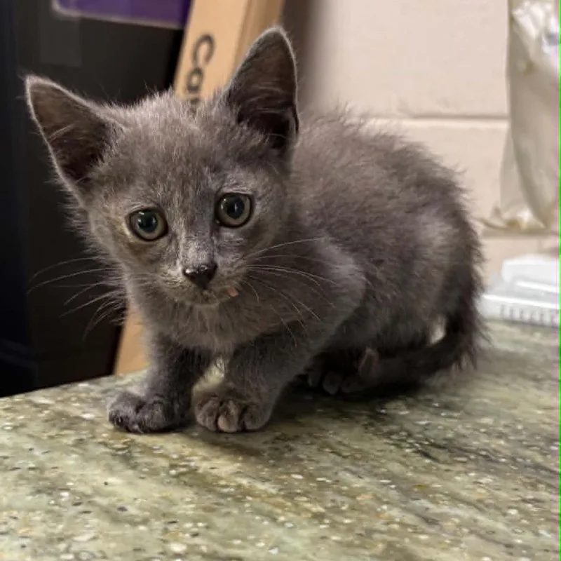 A baby small-sized female Gray / Blue / Silver Domestic Short Hair cat named Mishka for adoption in Hamilton, GA