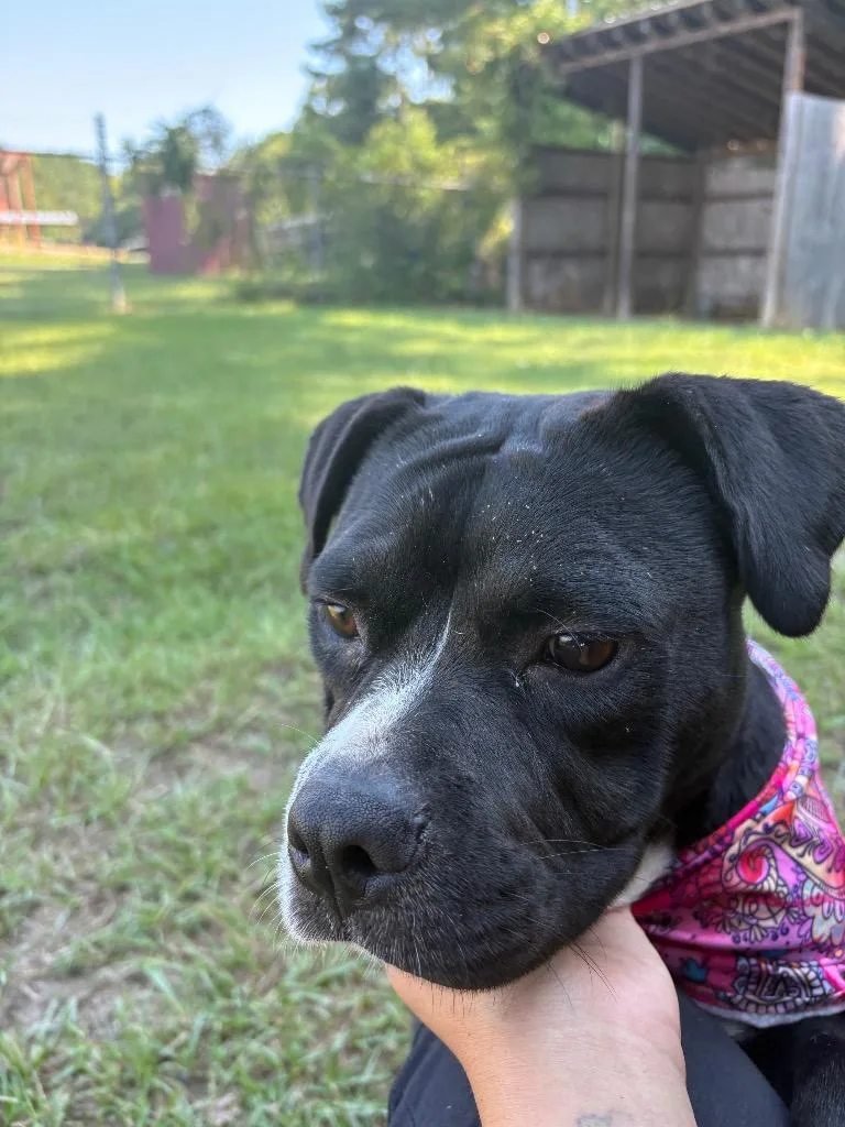 Pippa