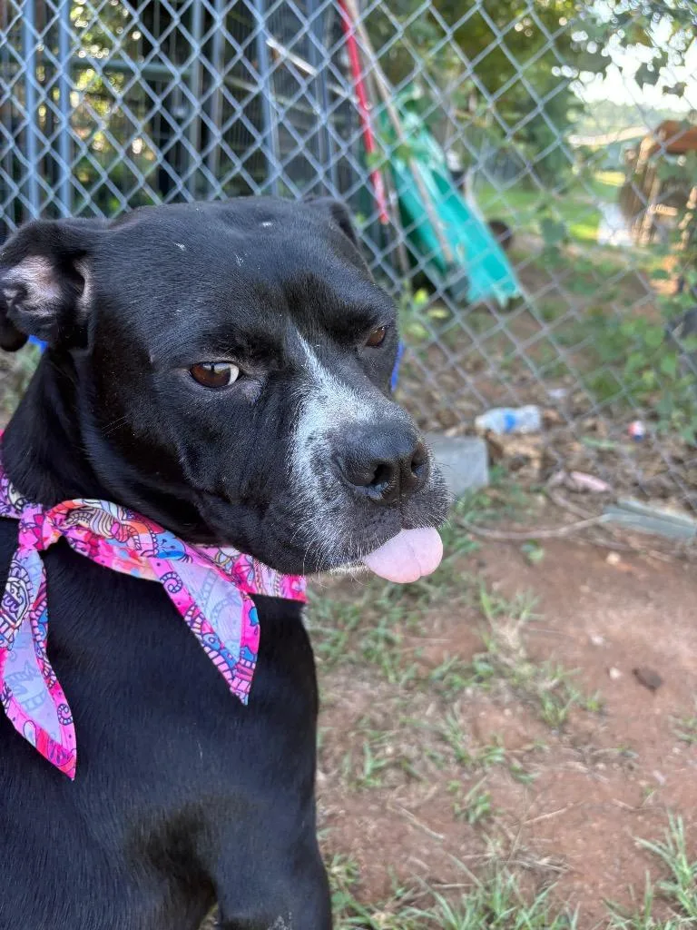 Pippa thumbnail 4