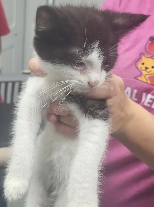 A baby small-sized male Domestic Short Hair cat named Sf Tux for adoption in Lawrenceville, GA