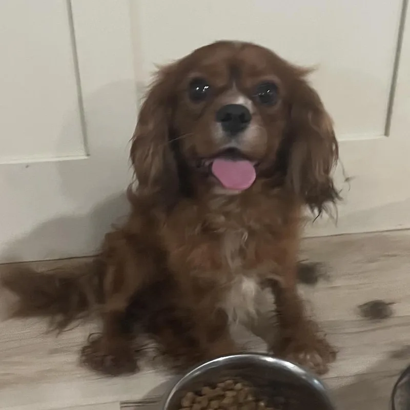 An adult small-sized male Red / Chestnut / Orange Cavalier King Charles Spaniel dog named Mickey for adoption in Pittsburg, KS