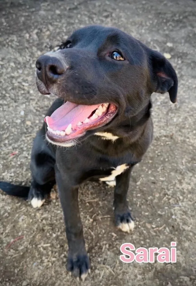 A young medium-sized female Labrador Retriever dog named Luna for adoption in Tulsa, OK