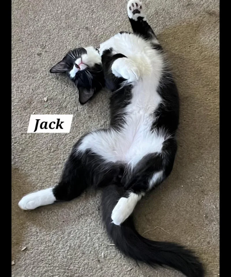 Jack