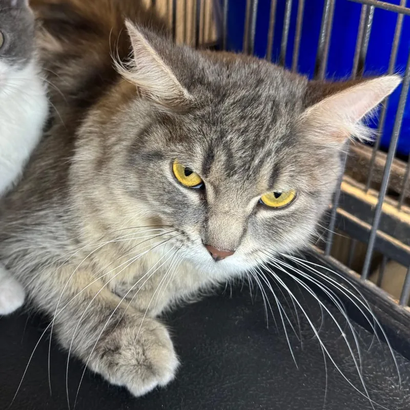 A young medium-sized female Domestic Short Hair cat named Jaunita for adoption in Saginaw, MI