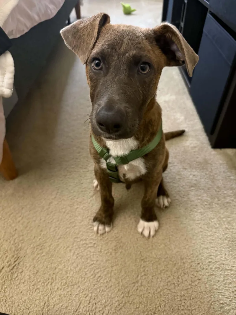 A baby medium-sized male Brindle Terrier dog named Puppy Eddie for adoption in Blue Bell, PA