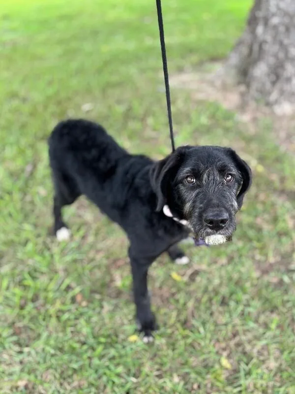 A baby medium-sized female Black Labrador Retriever dog named Bagel for adoption in Aiken, SC