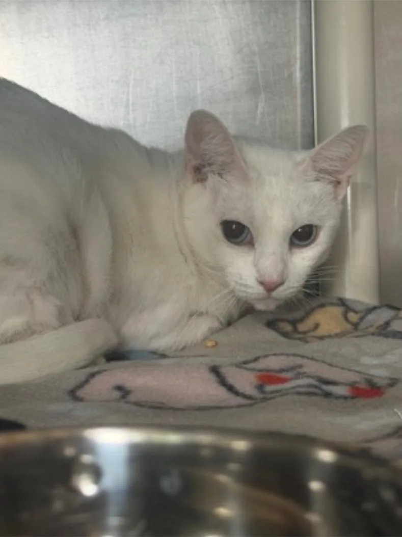 An adult medium-sized female Domestic Short Hair cat named Menace for adoption in Winfield, KS