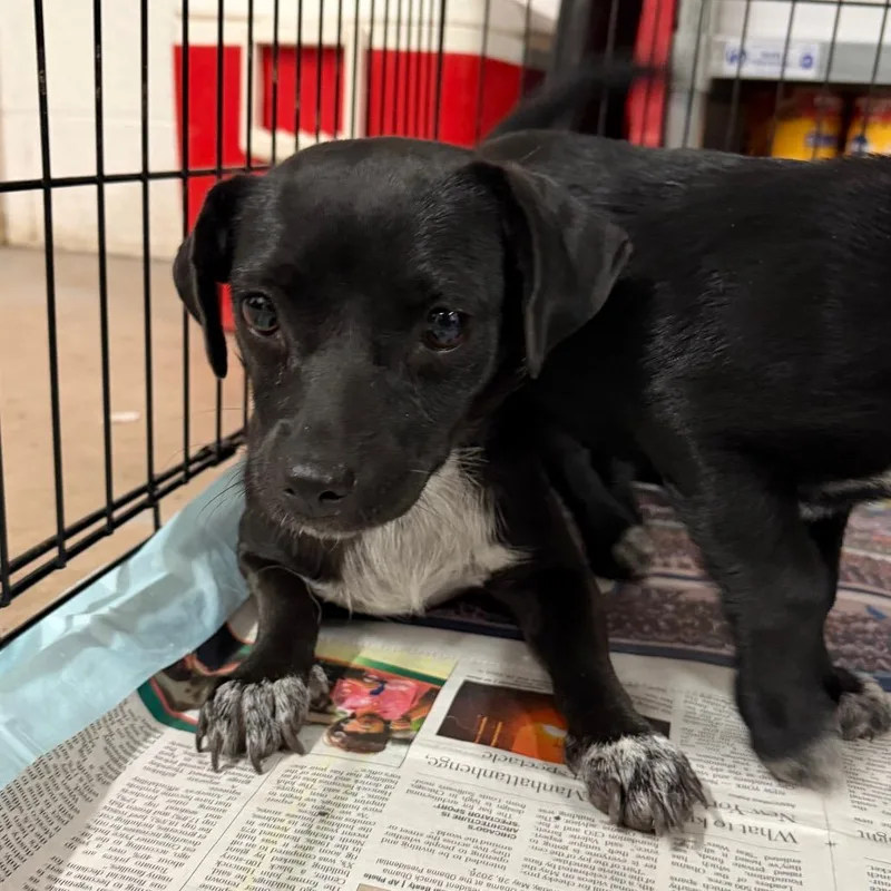 An adult small-sized female Black Chihuahua dog named Caramel for adoption in Edinburg, TX