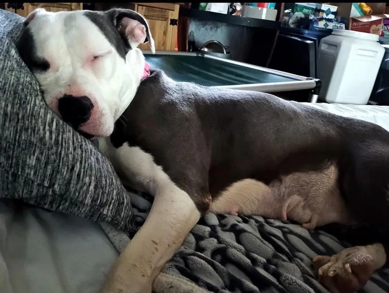 A senior medium-sized female White / Cream Mixed Breed dog named Winnie for adoption in Saratoga Springs, NY