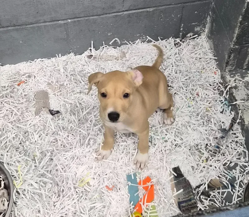 A baby medium-sized female Mixed Breed dog named Carly for adoption in Danielsville, GA