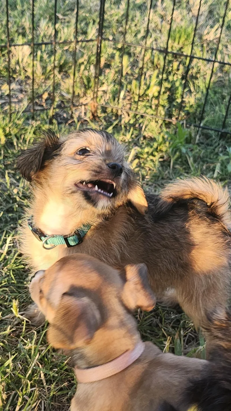 A baby small-sized male Yellow / Tan / Blond / Fawn Chiweenie dog named Tom Petty for adoption in Tuttle, OK
