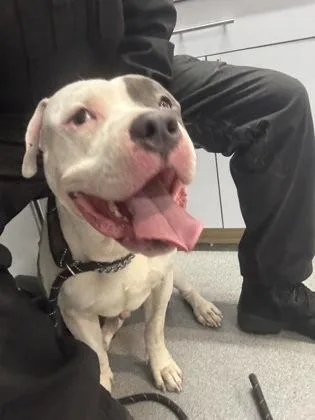 An adult large-sized male Pit Bull Terrier dog named Scrap for adoption in West Chester, PA