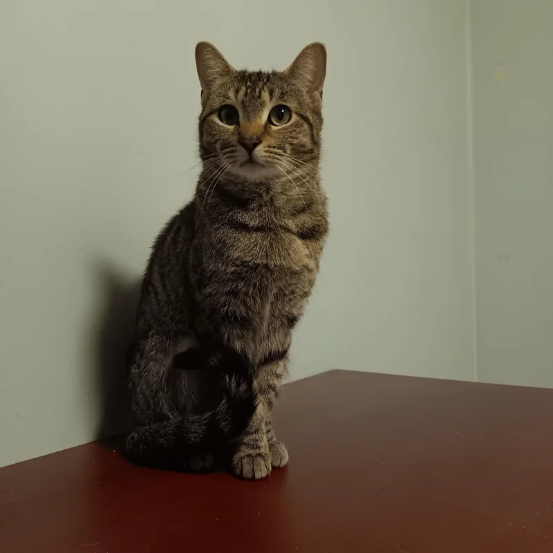 A young medium-sized female Tabby (Brown / Chocolate) Domestic Short Hair cat named Berry for adoption in Melrose, MA
