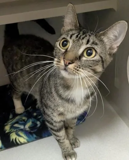 A young small-sized female Domestic Short Hair cat named Melly for adoption in Divide, CO
