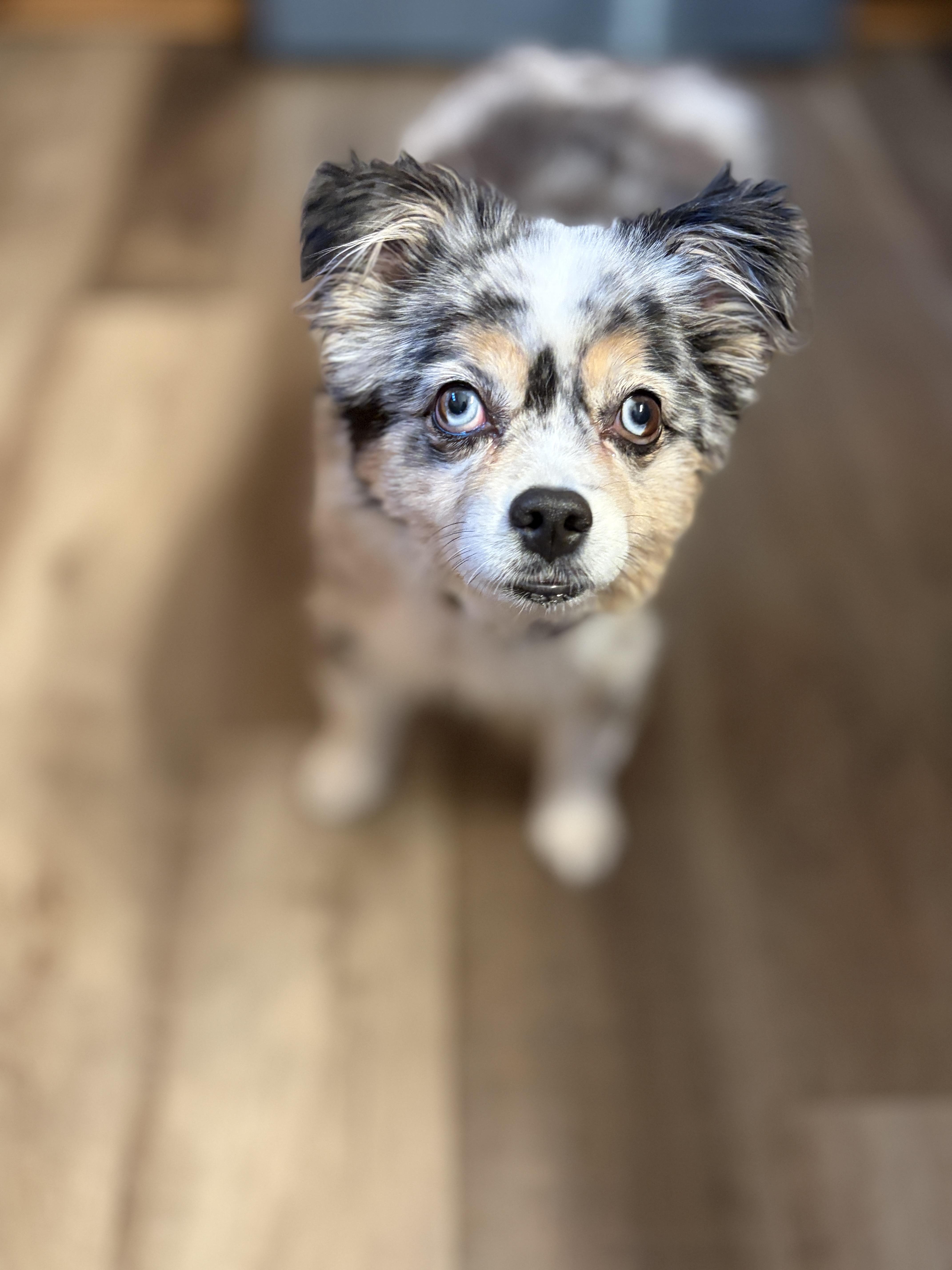 An adult small-sized male Australian Shepherd dog named Leo for adoption in Wauseon, OH