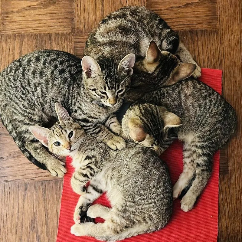 Ali Riza thumbnail 2