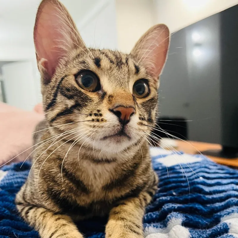 Ali Riza thumbnail 3