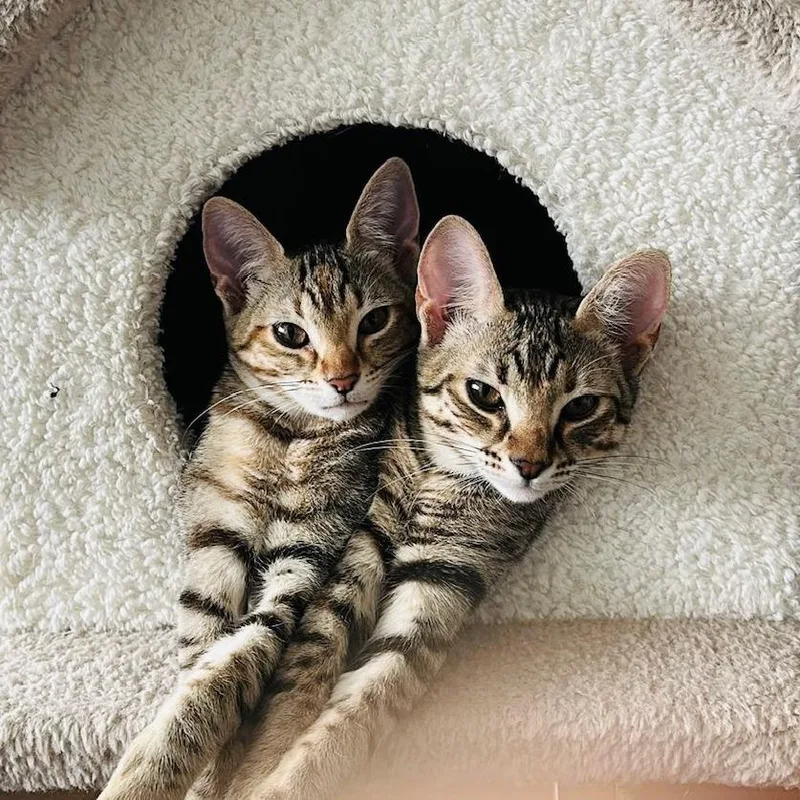 Ali Riza thumbnail 4