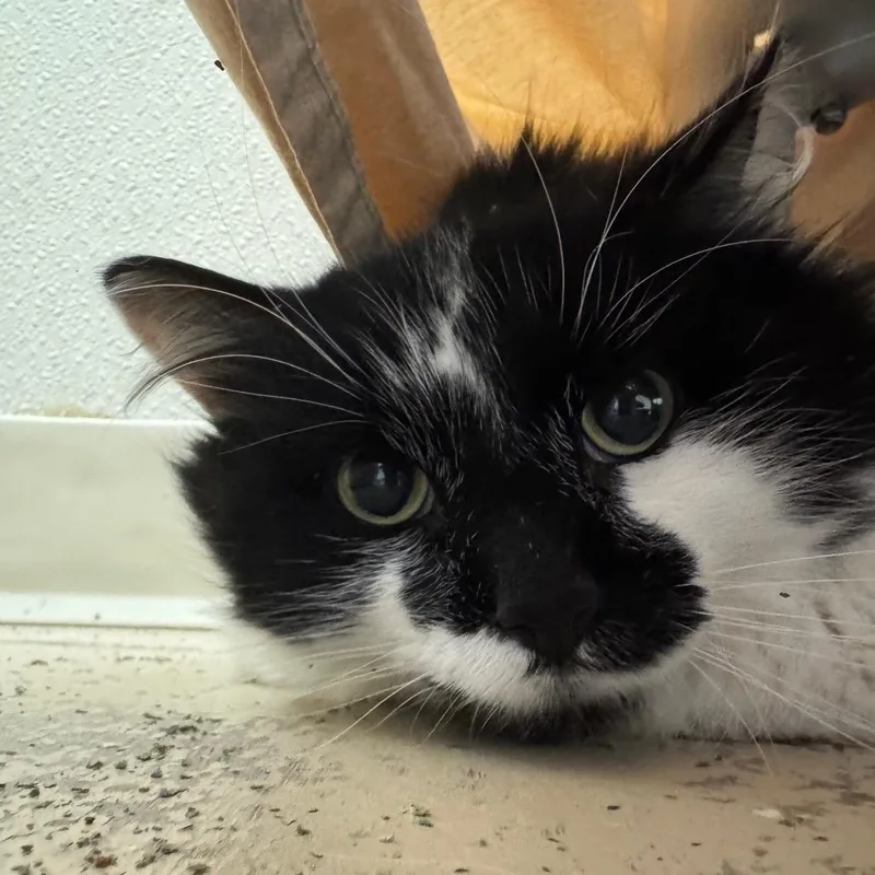 Fluff