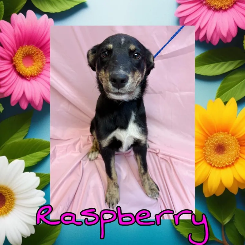 A baby small-sized female Black Black Labrador Retriever dog named Raspberry for adoption in Royse City, TX