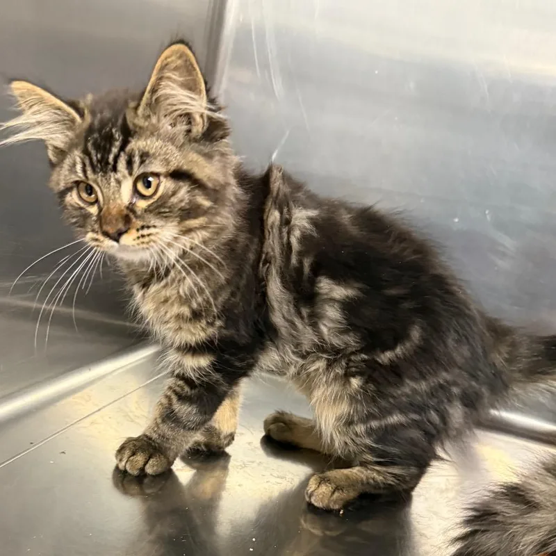 A baby small-sized male Brown / Chocolate Domestic Long Hair cat named Jelly Roll for adoption in Spokane, WA
