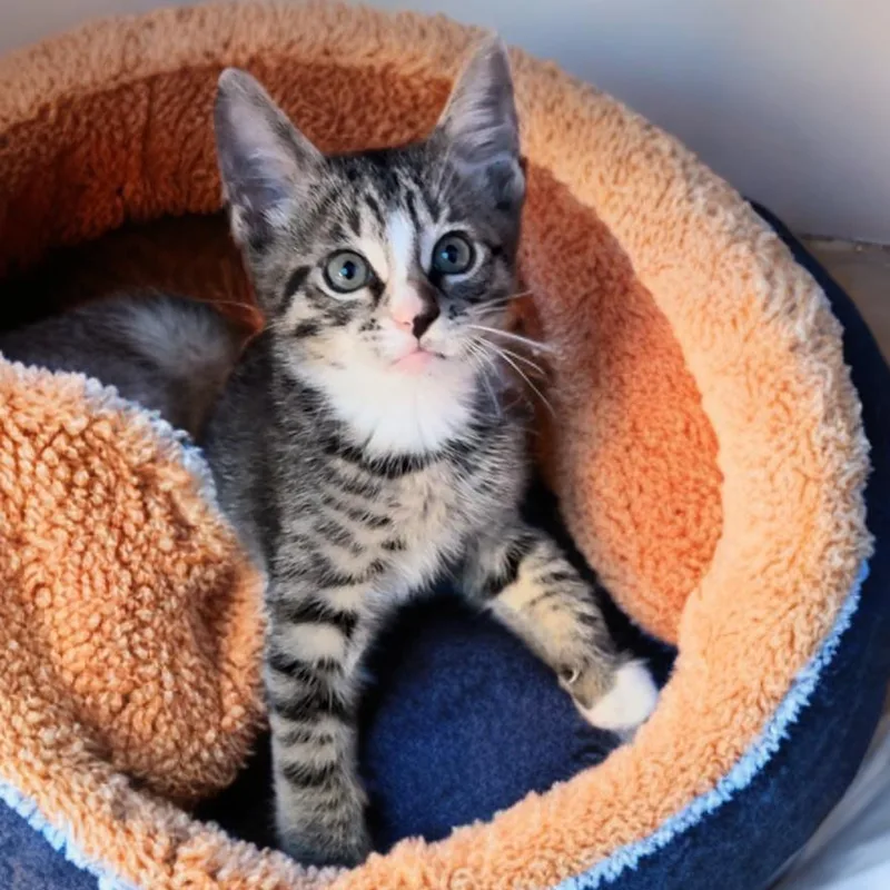 A baby small-sized male Tabby cat named Killian for adoption in Miami, FL