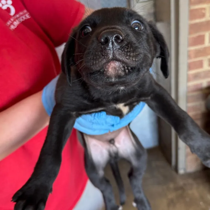 A baby small-sized male Black Shepherd dog named Star for adoption in Birmingham, AL