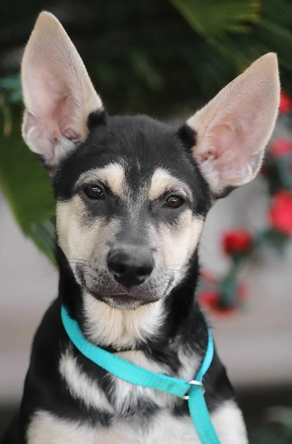 A baby large-sized female Black German Shepherd Dog dog named Carrie Von Miley for adoption in Los Angeles, CA