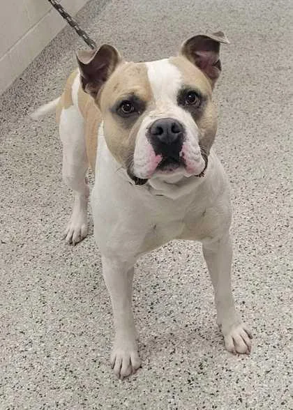 An adult large-sized male White / Cream Pit Bull Terrier dog named Oni for adoption in Kansas City, MO