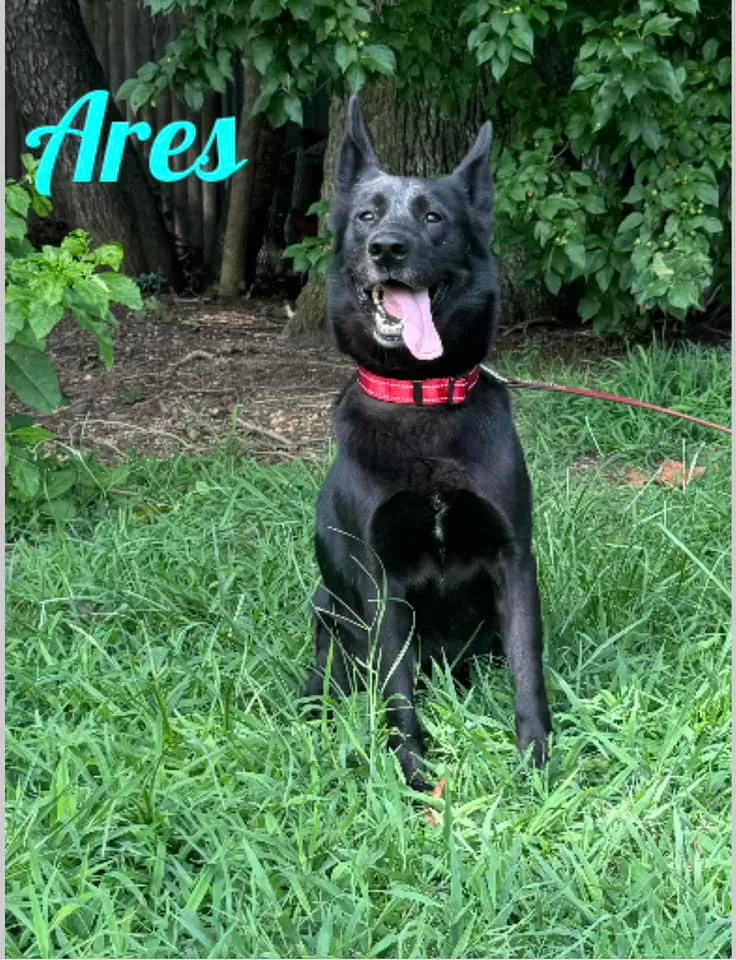 A young medium-sized male Black Australian Kelpie dog named Ares for adoption in Old Westbury, NY