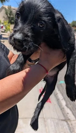 A baby large-sized female Labrador Retriever dog named Fun Size for adoption in Phoenix, AZ